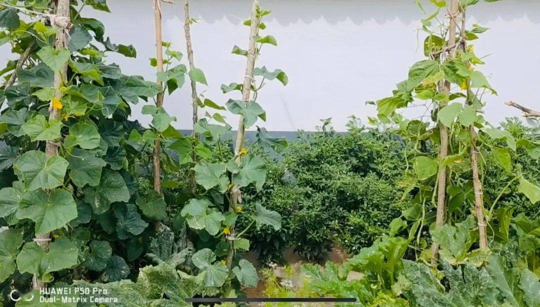 【"枫"景独好】王洼法庭的春夏秋冬_韩治国_当事人_王某