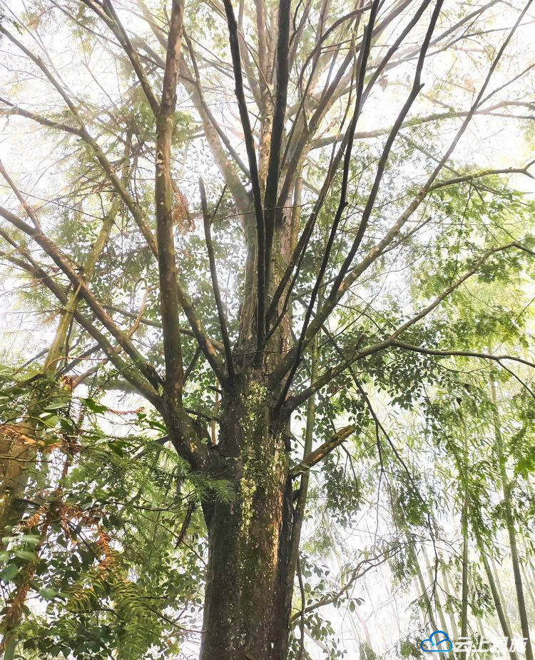 咸丰:开展国家重点保护植物红豆杉野生种群原生境保护与修复项目考察