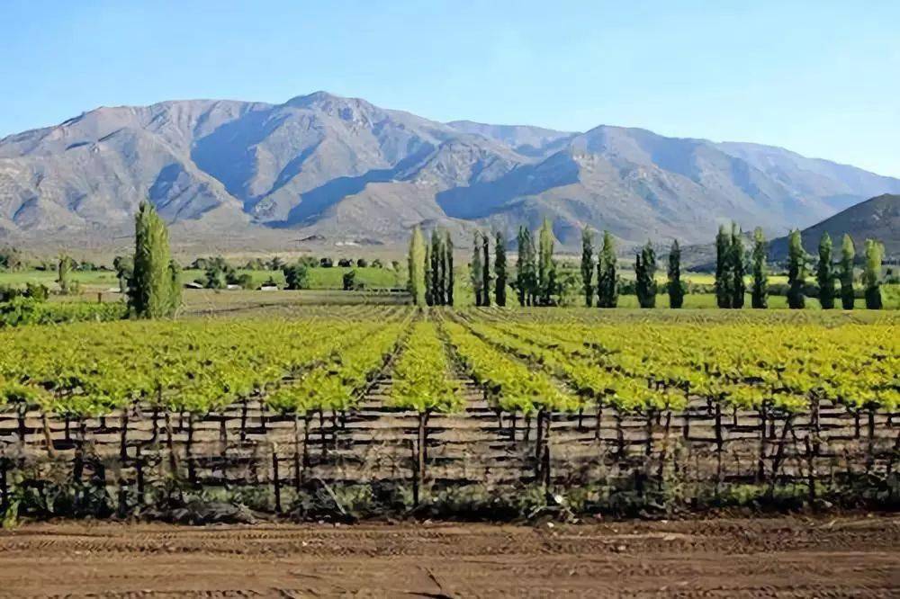 sauvignon)和酒体饱满的伯纳达(bonardas)葡萄提供了很长的生长期