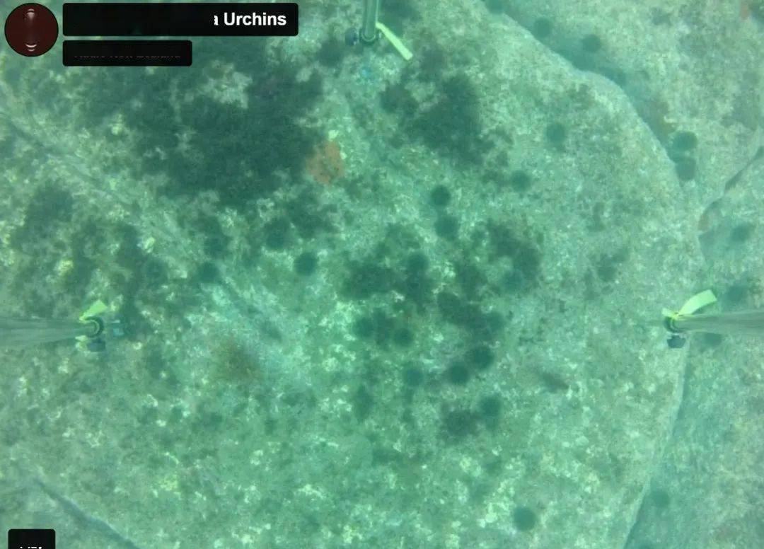 政府:定个日子,大家尽情杀……_海胆_海藻_海底