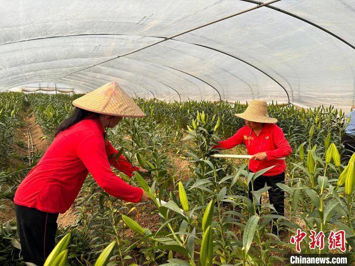 (乡村行·看振兴)花稻轮作:让"花田"变"良田"_百合_水稻_种植户