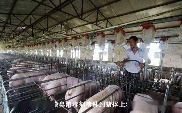 规模猪场低温季节猪舍氨气重危害大,用微生物技术可使氨气远离你的