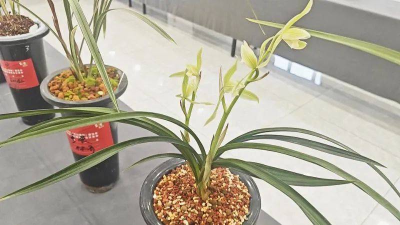 千余株兰花亮相巴中市第三届市花(巴山春剑)精品展览会_兰会友_评选