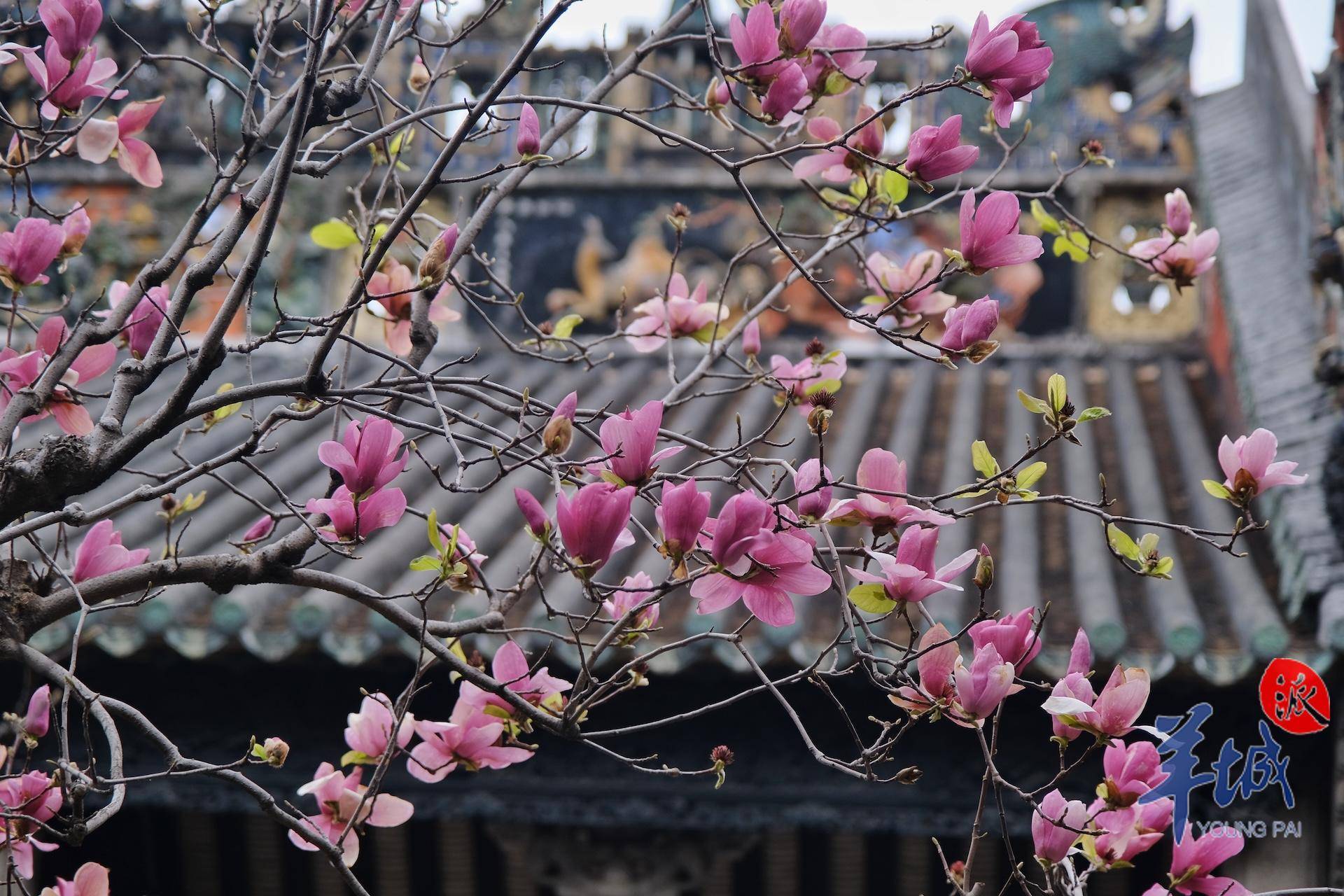 秋明拍花|陈家祠的玉堂春开了_庭院_游客_市民