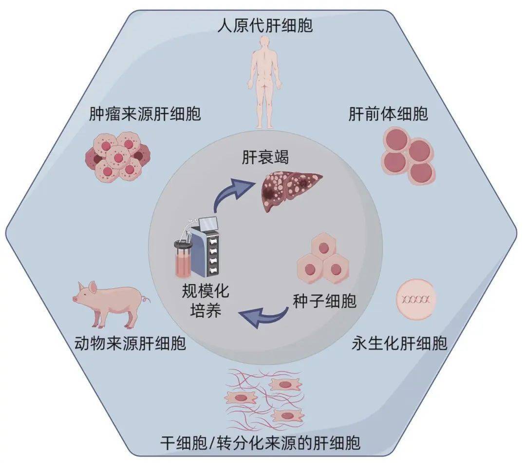 mars人工肝示意图图片