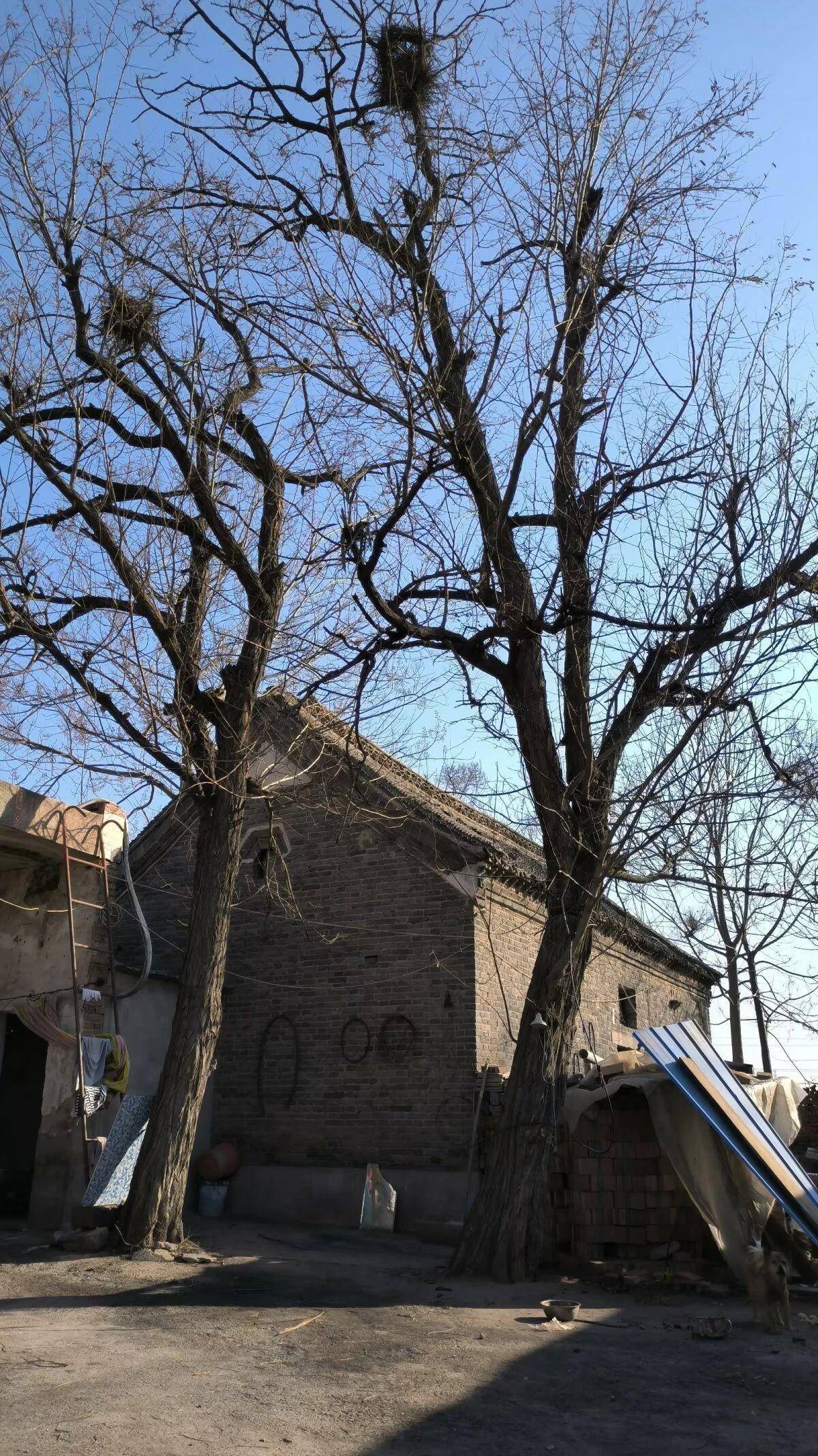 许昌"羊圈"这个村名真奇怪_人家_苔菜_河南