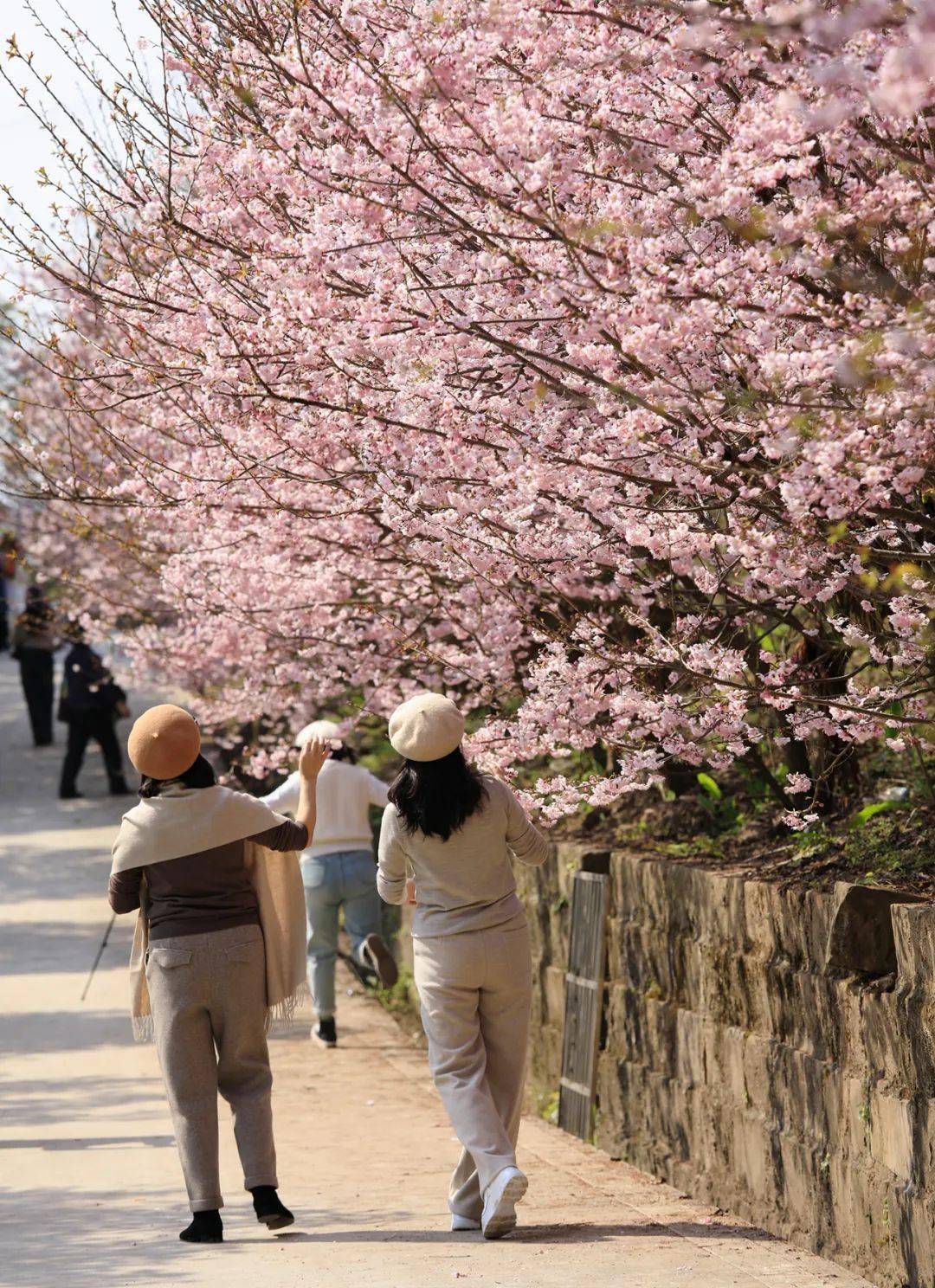 璧山_七塘镇_鼻子