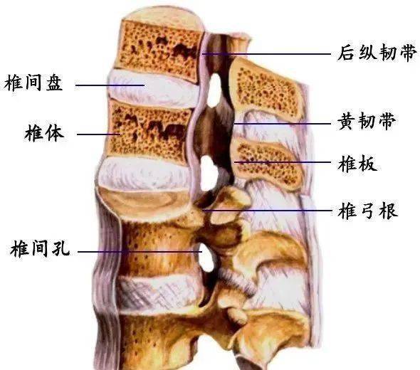 后壁:椎板,黄韧带(起于上位椎管的下前缘,止于下位椎管的上后缘)侧壁