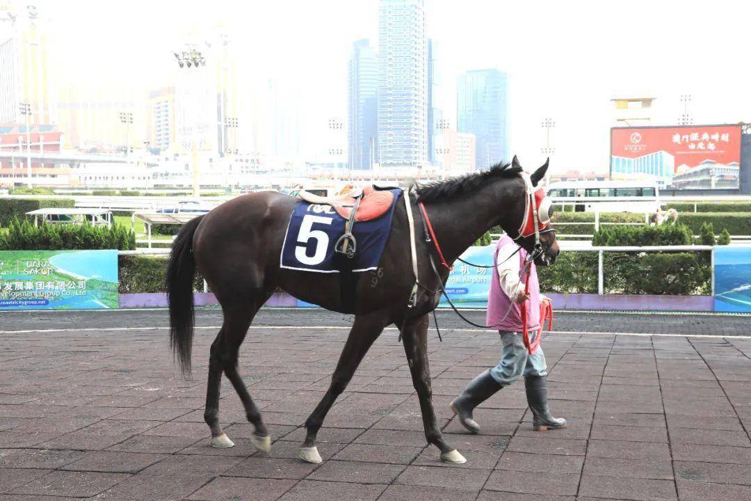 陈裕厚主导,"够响"系军团将从澳门移师韩国_先生_赛场_马主