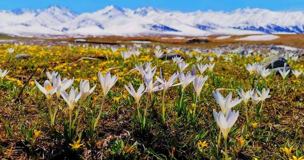 【落地自驾】伊犁之春|赛里木湖|万亩杏花沟| 那拉提顶冰花| 罗布泊