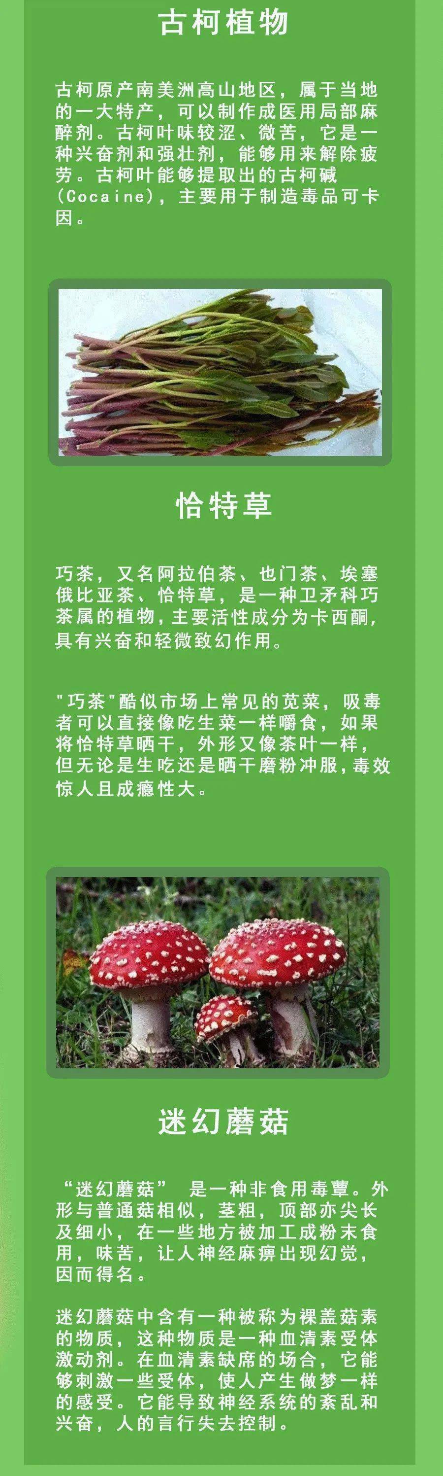 毒品的基本特征图片