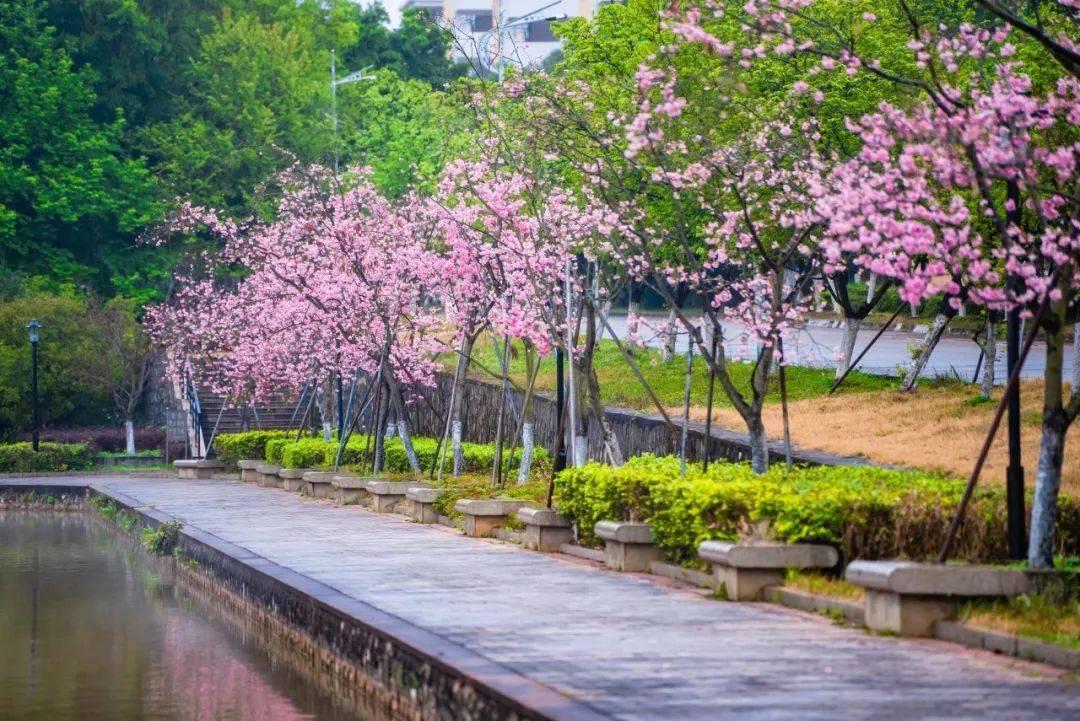 韶关这所大学樱花盛放,申请成为你的壁纸~_粉色_繁花_满眼