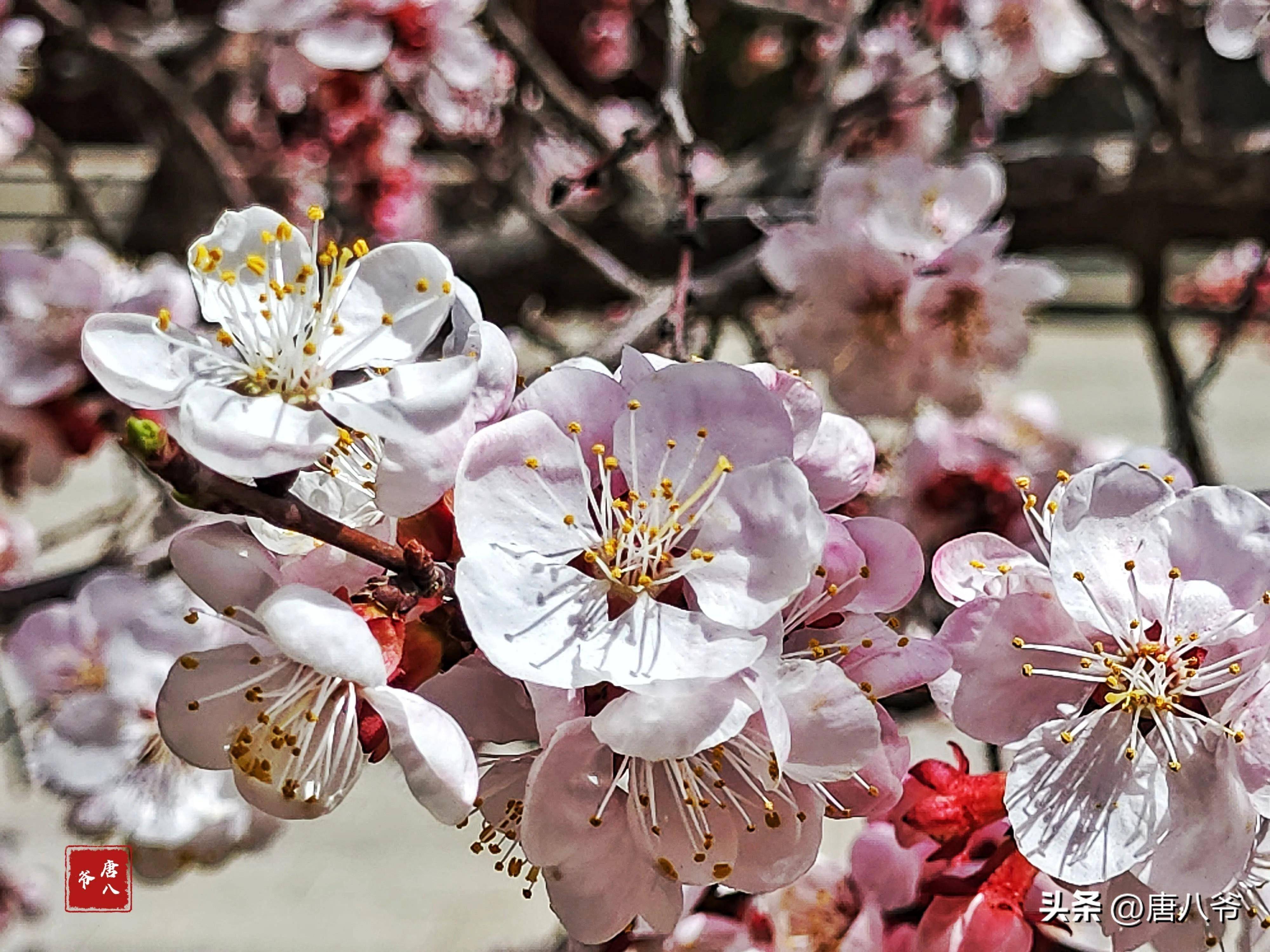 春天人们在粉白色杏花中尽情呼吸,享受醉人的风景