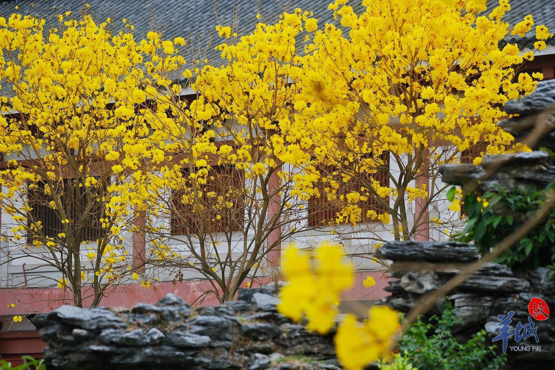 秋明拍花|看,广州光孝寺黄花风铃木"金"艳盛开_建筑_韵味_游客