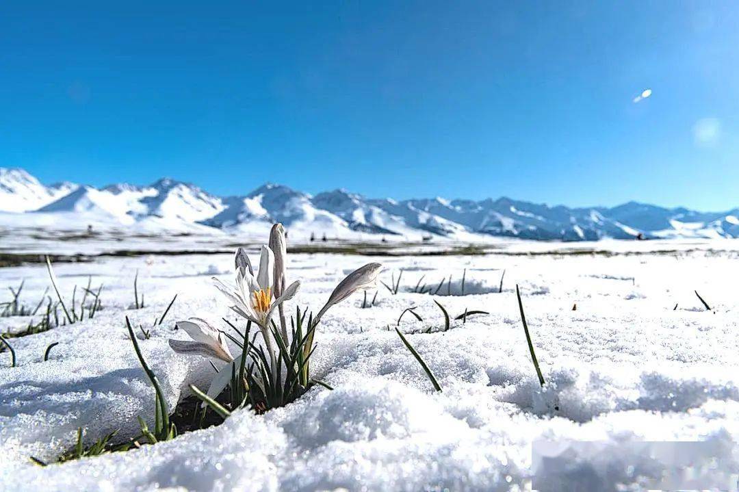 2024小车游系列 春满天山—赛里木湖 伊犁杏花7日_门票_全程_费用