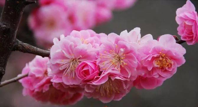 《梅香曲》配梅花图,太美了,沁人心脾!_龙游梅_李梅_水梅