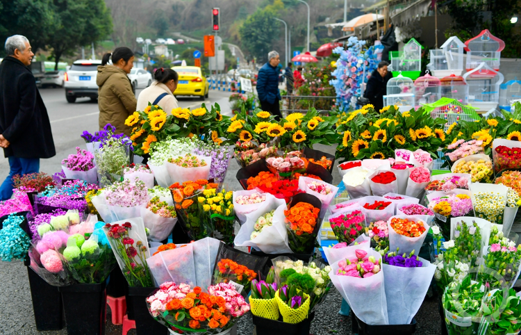 2月25日,南岸区南湖路花市,商家们将五颜六色的花卉,盆栽摆放在显眼的