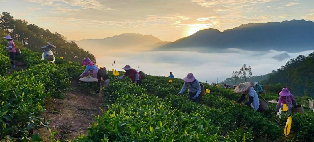 2024广西春茶暨昭平有机茶开采系列活动即将举行!_贺州市_昭平县_茶园