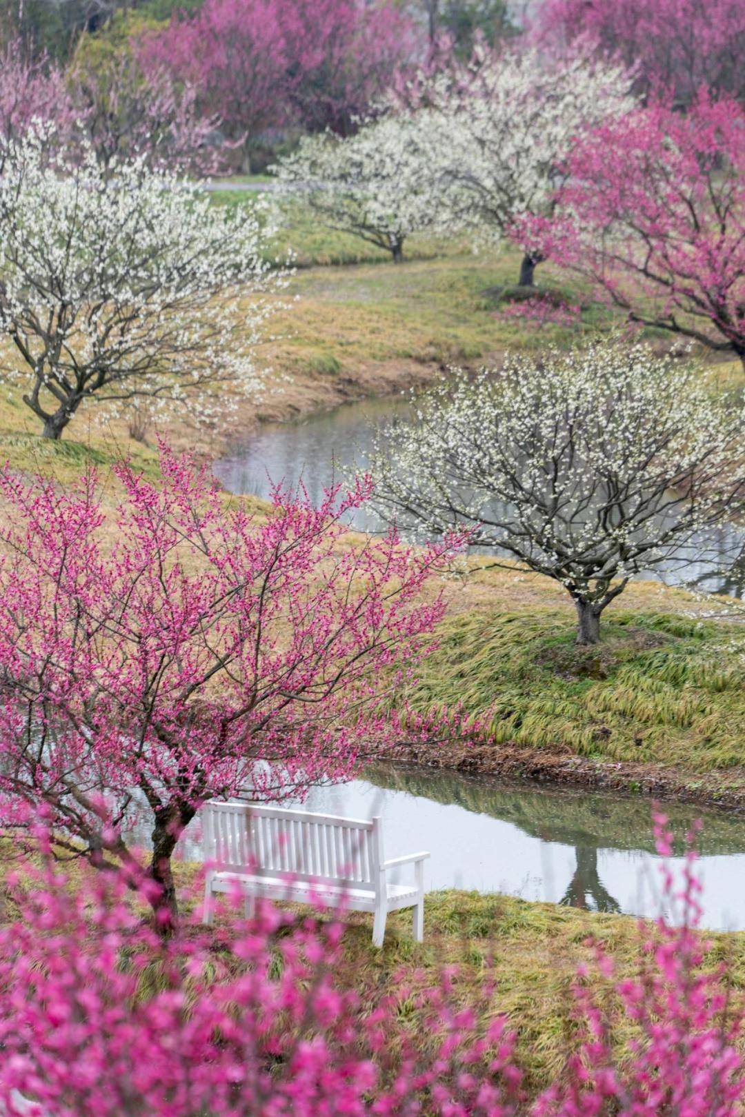 花开海上生态园梅花节正如火如荼地进行着,携家人参与梅花节,徜徉在大