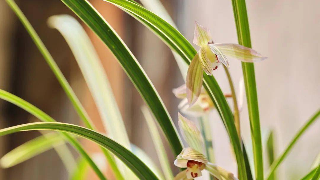 兰花节_兰界_文化