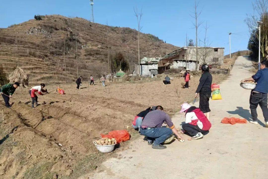 织金县鸡场乡:抢抓农时 万象"耕"新_指导_农户_科技