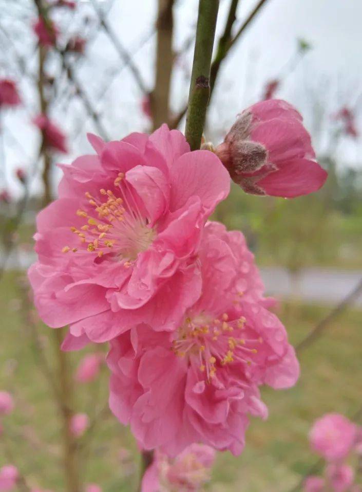把南宁最美的春天拍给你看→_樱花_油菜花_地点