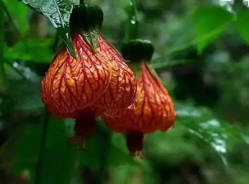 记住后保你啥花都认识!_牡丹花_玫瑰_海棠