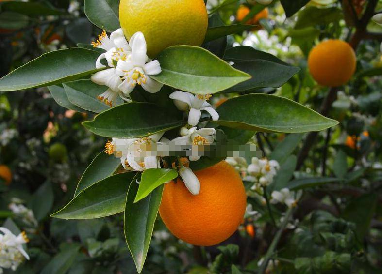 柑桔管理30个坑,你掉进去了吗?_柑橘_土壤_种植