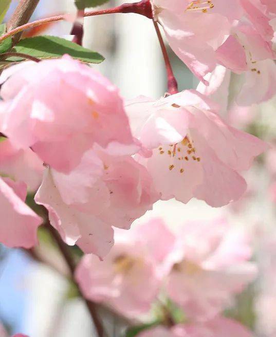 【岭南诗社】人物风采 | 马征诗词选_背景_布局_文字