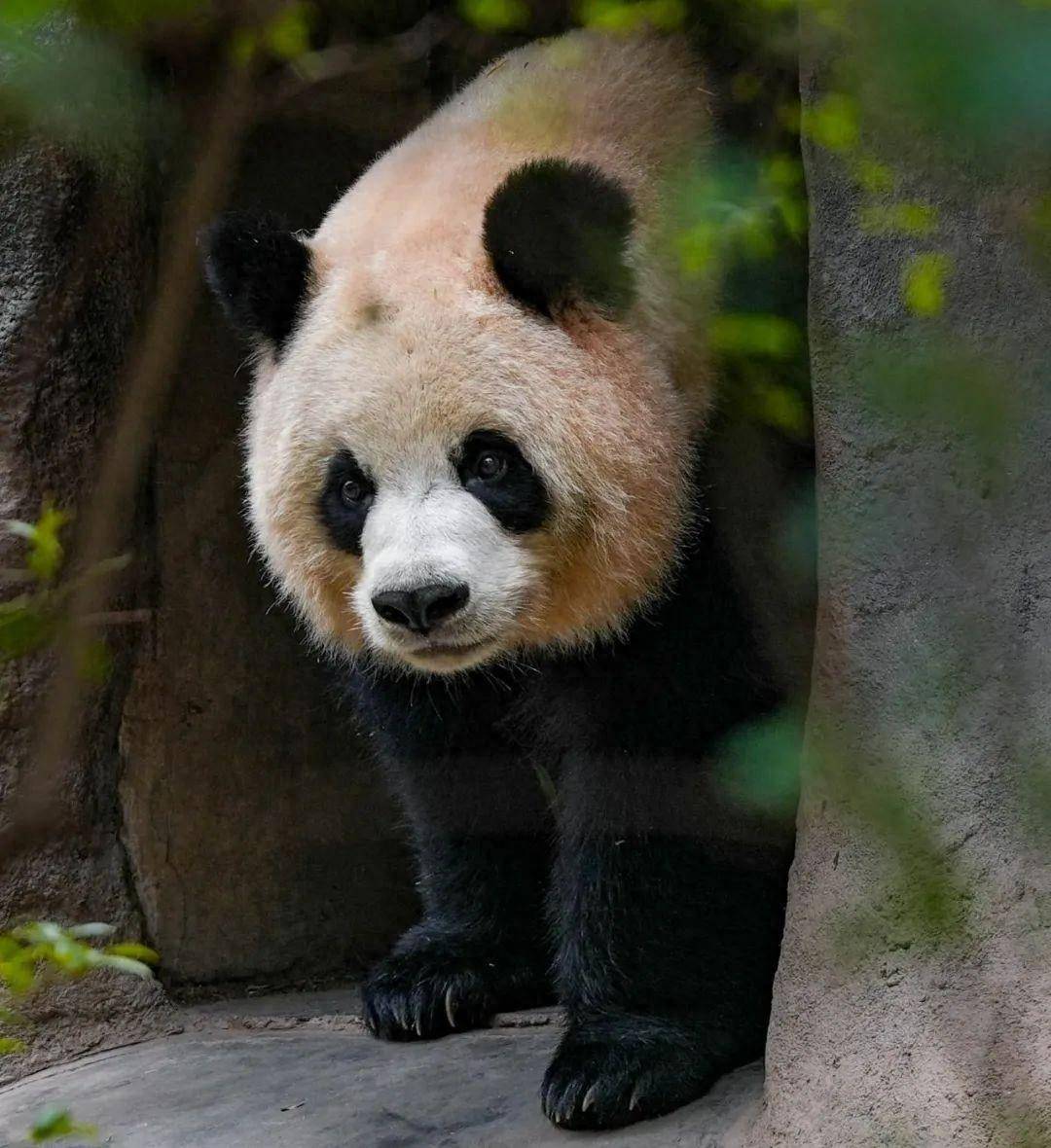 你不知道的冷知识|大熊猫的野化放归_保护_培训_圈养