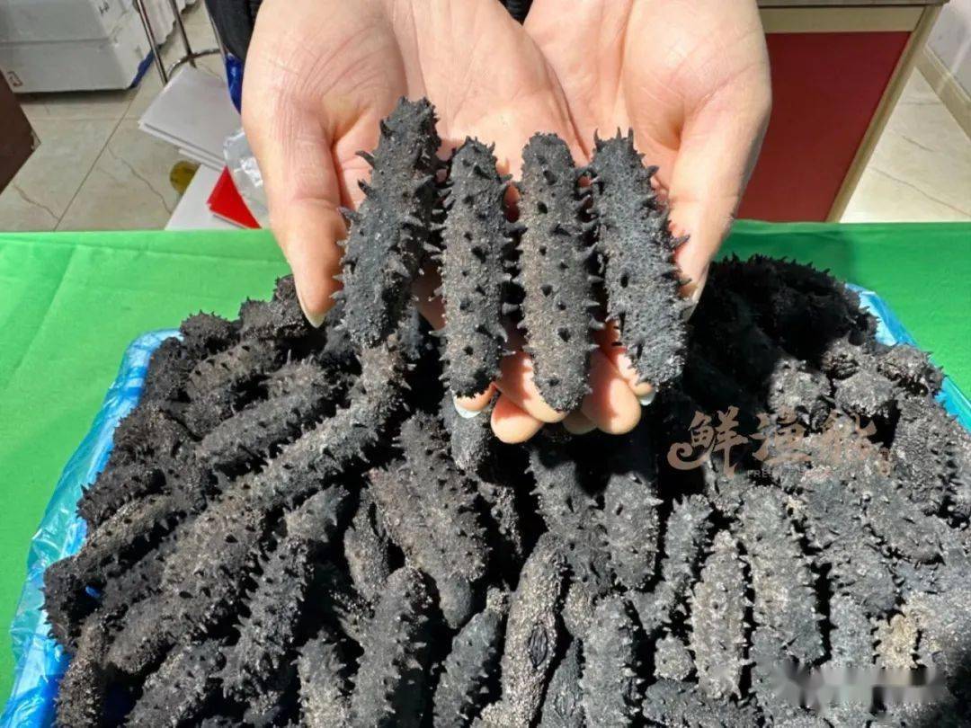 海参批发价被曝光!渔民一番话让人恍然大悟._老滕_加工_捕捞