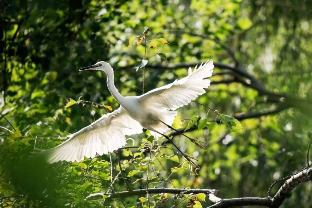 鸟类_周滨_张鑫林