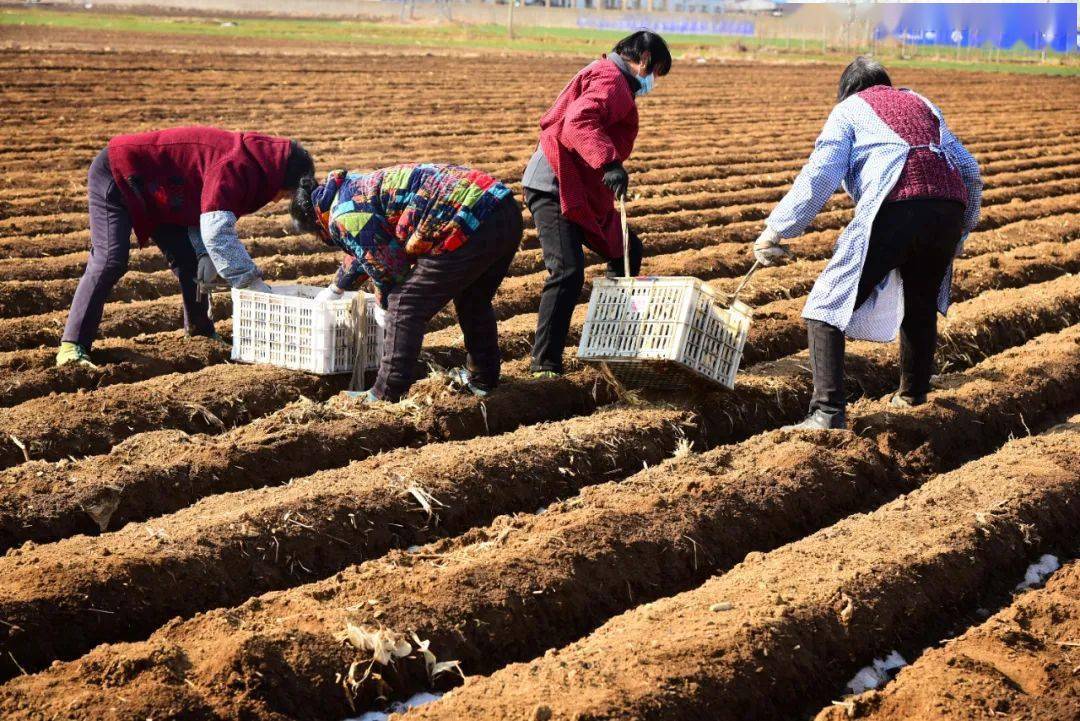 全国春耕春播气象服务全面启动_农业_风险预警_天气