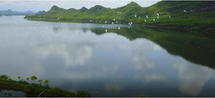 来宾林业:厚植绿色满目新_工作_林长_油茶