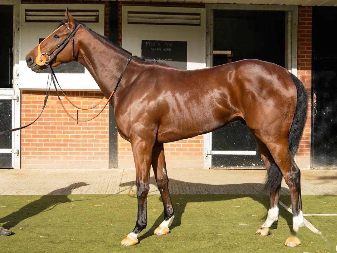 编号18的3岁澳洲马(下图)父系dundeel,母系whispering brook,购入价