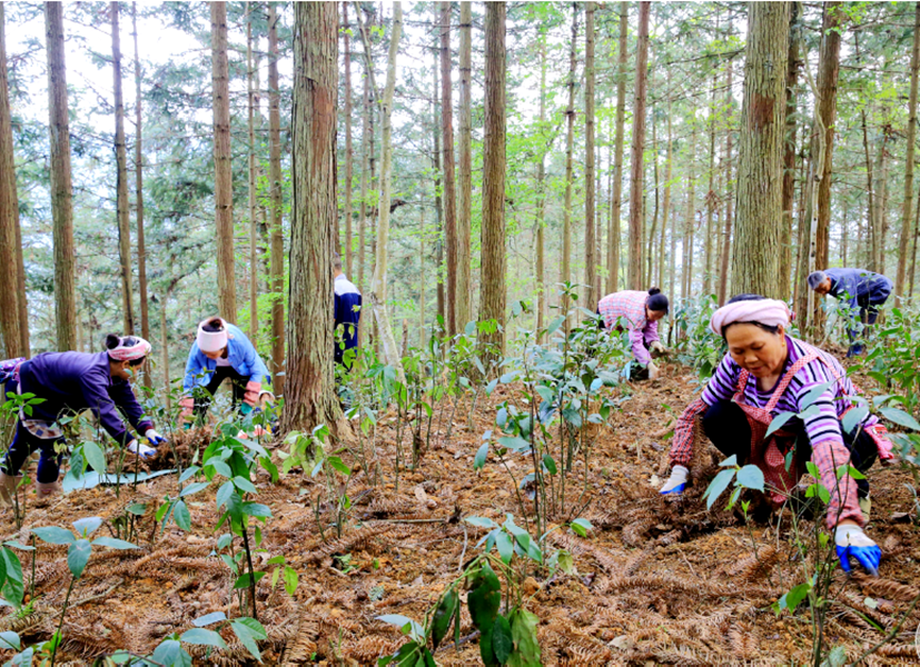 【高质量发展蹲点调研采访】林海生金 绿富同兴
