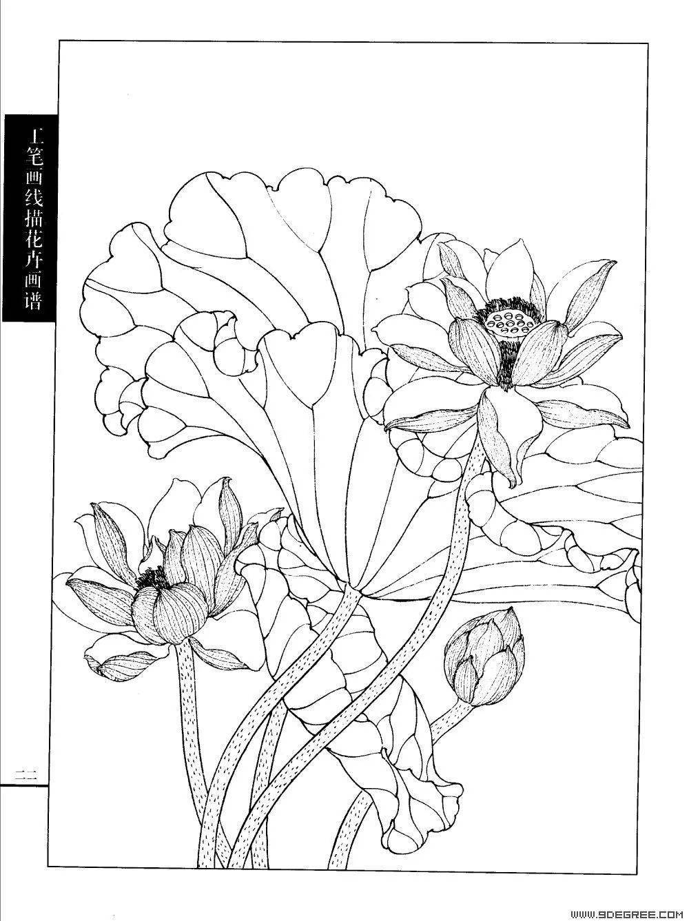 工笔荷花白描画谱120幅