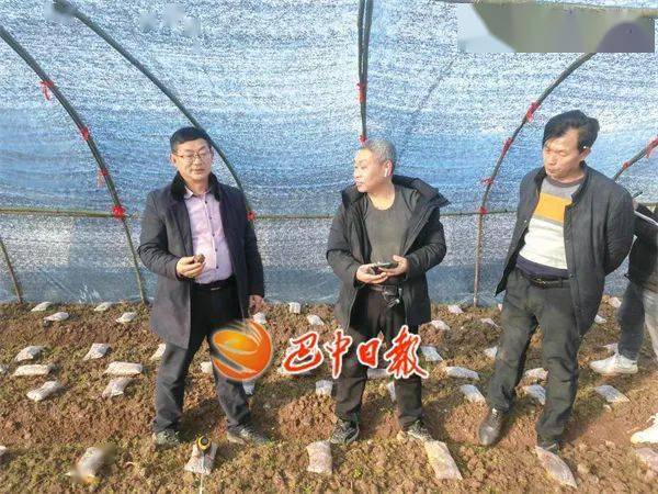 陈家坝村民杨兵在龙旭的带领下,种植了10亩羊肚菌,今年,他的羊肚菌
