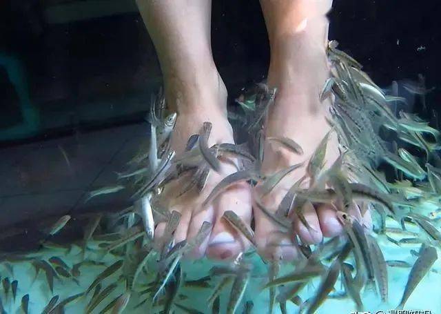 恐怖的温泉鱼疗:吃脚皮,治脚气全是假象,整条鱼进去只剩骨架