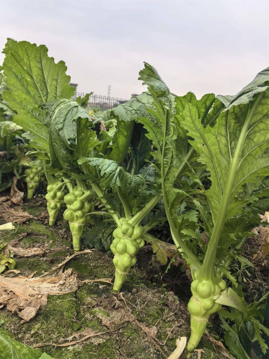 量身定制 青菜头收获机横空出世