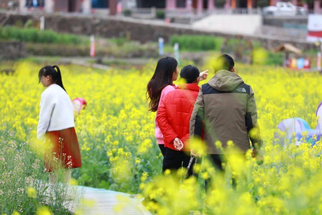 永泰梧桐油菜花图片