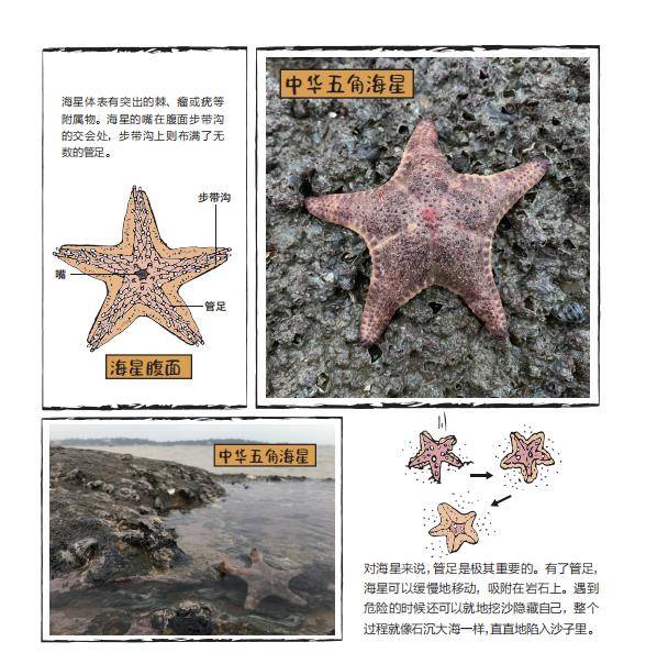 海星种类名称图片图片