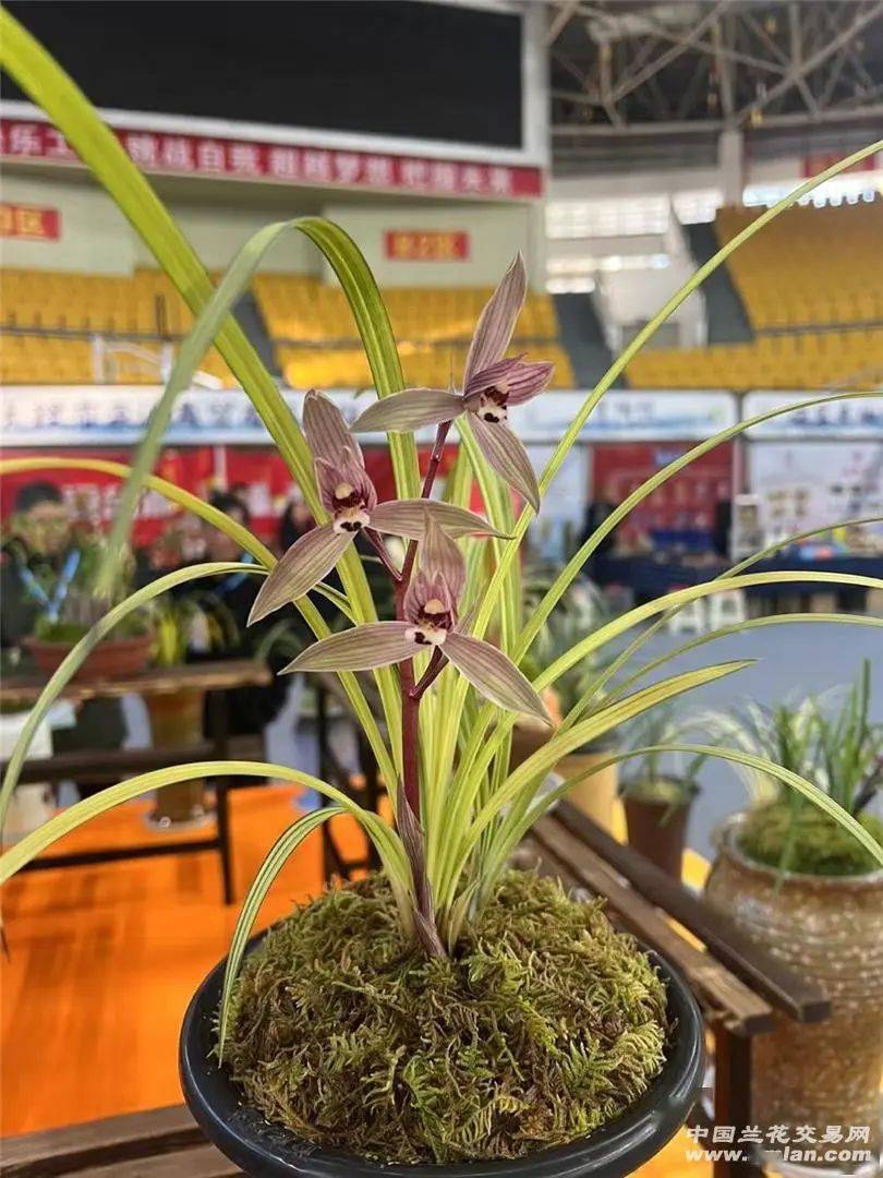 2024中国(大理)第十四届国际兰花茶花博览会圆满成功!_本站_观点_兰友