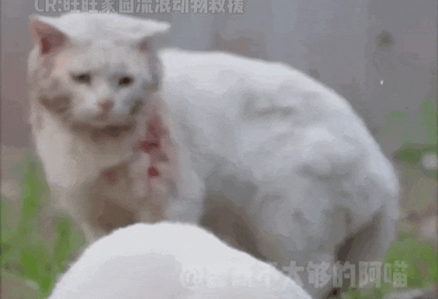 69时不时还会露出凶狠的表情,警告周围的人不许伤害她.