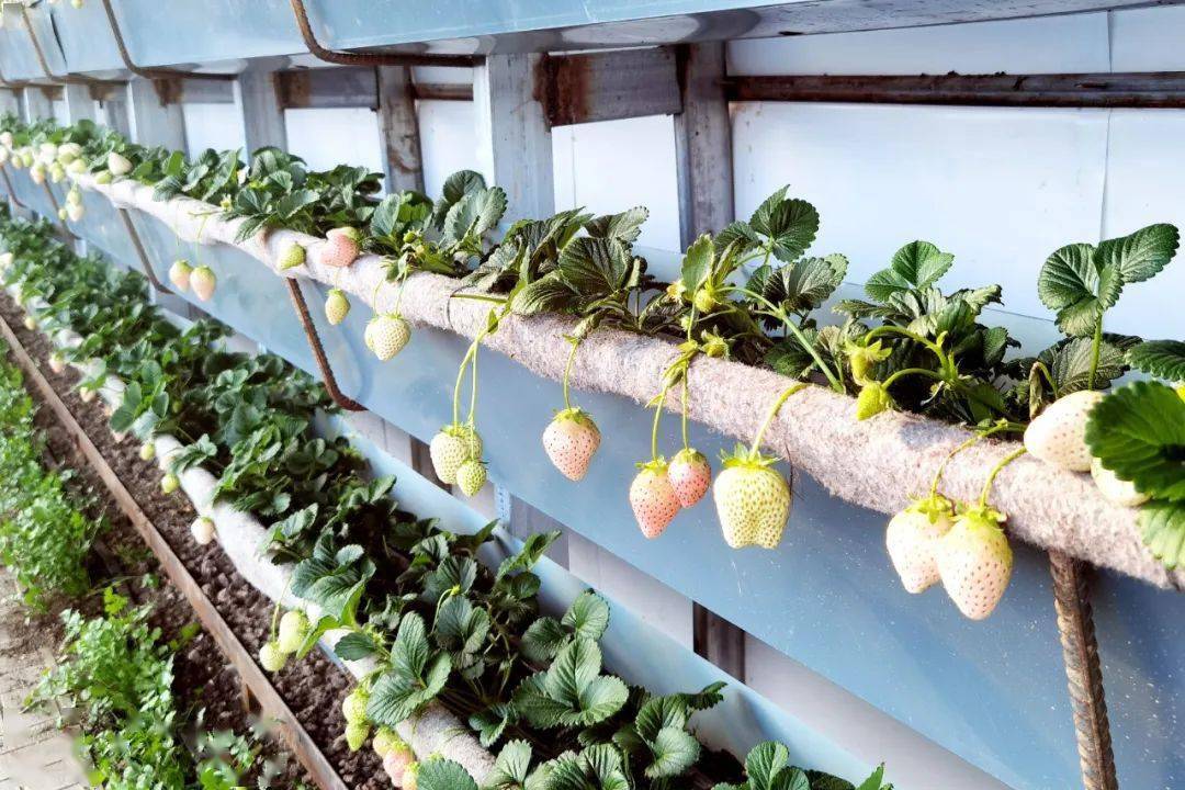 采摘园今年共建有31个温室大棚,在栽植樱桃的基础上,新增了草莓,苹果