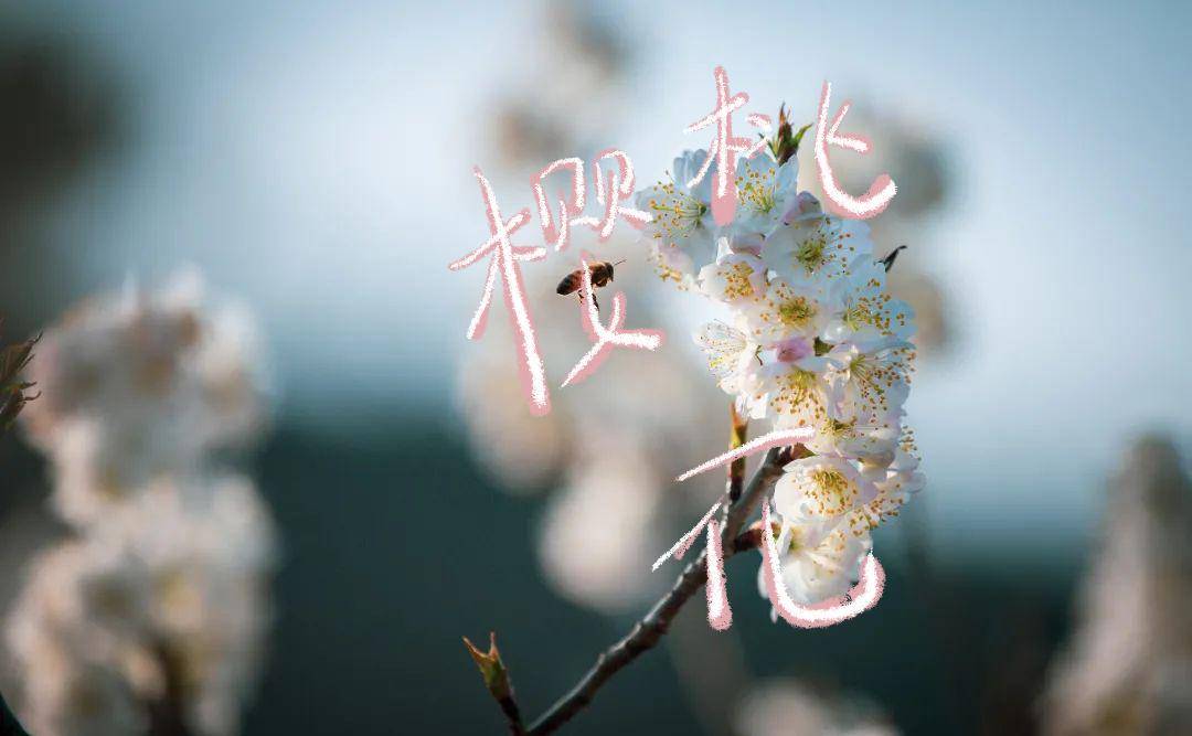 古隆中景区樱桃花鹿门山景区樱花月季花海襄城区卧龙镇洪庙村油菜花