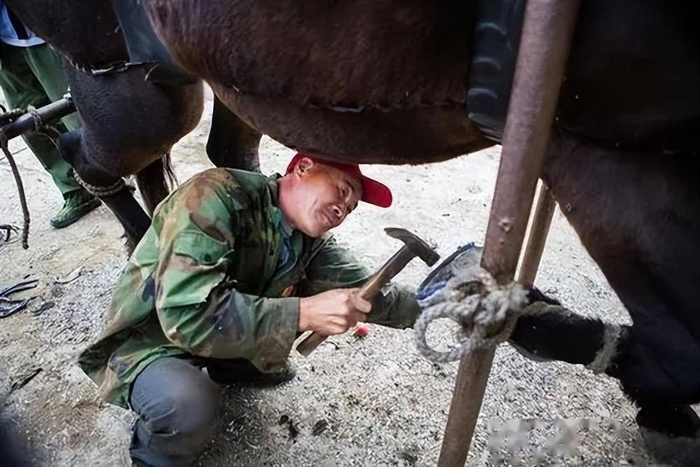 马蹄铁是不起防滑的作用,防滑作用的是马掌钉,马掌钉头呈扁方箭头形