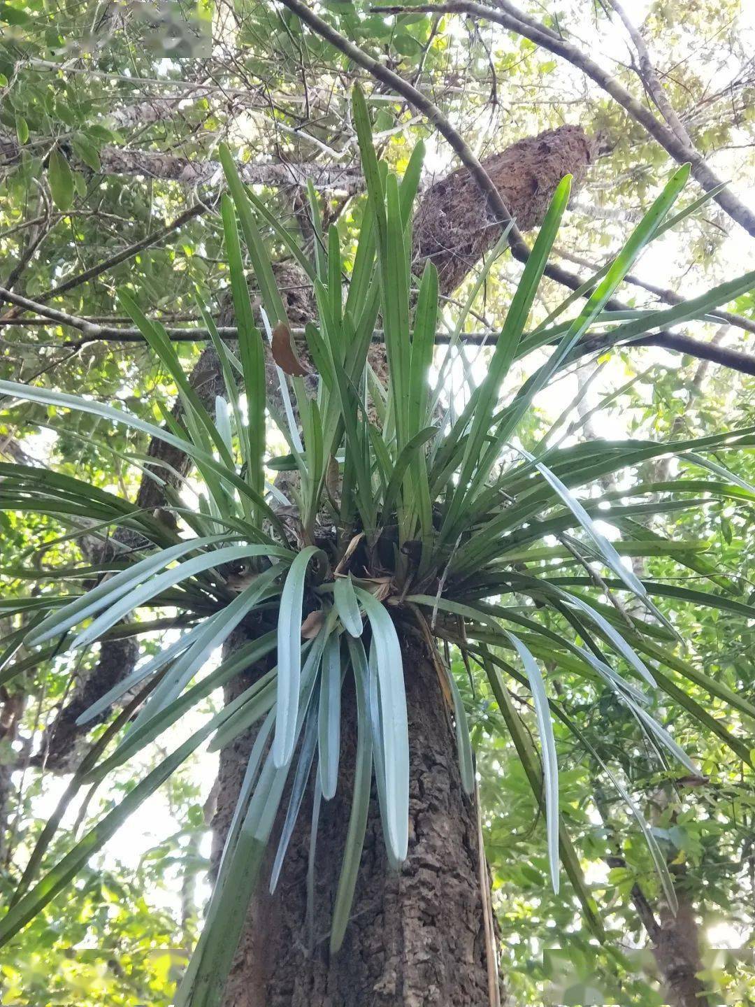 植物篇:硬叶兰【云南西双版纳国家级自然保护区动植物科普】