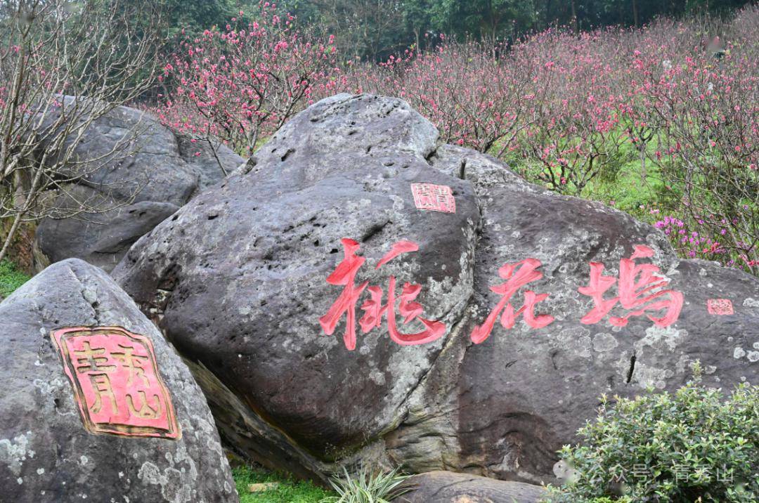 青秀山桃花图片