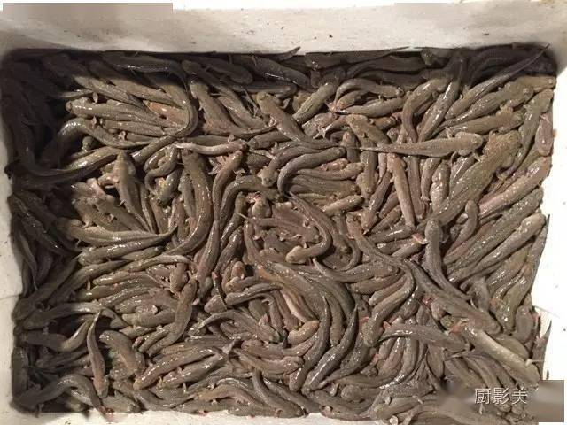 世界顶级"壮阳"海鲜大赏_海参_鲍鱼_食用